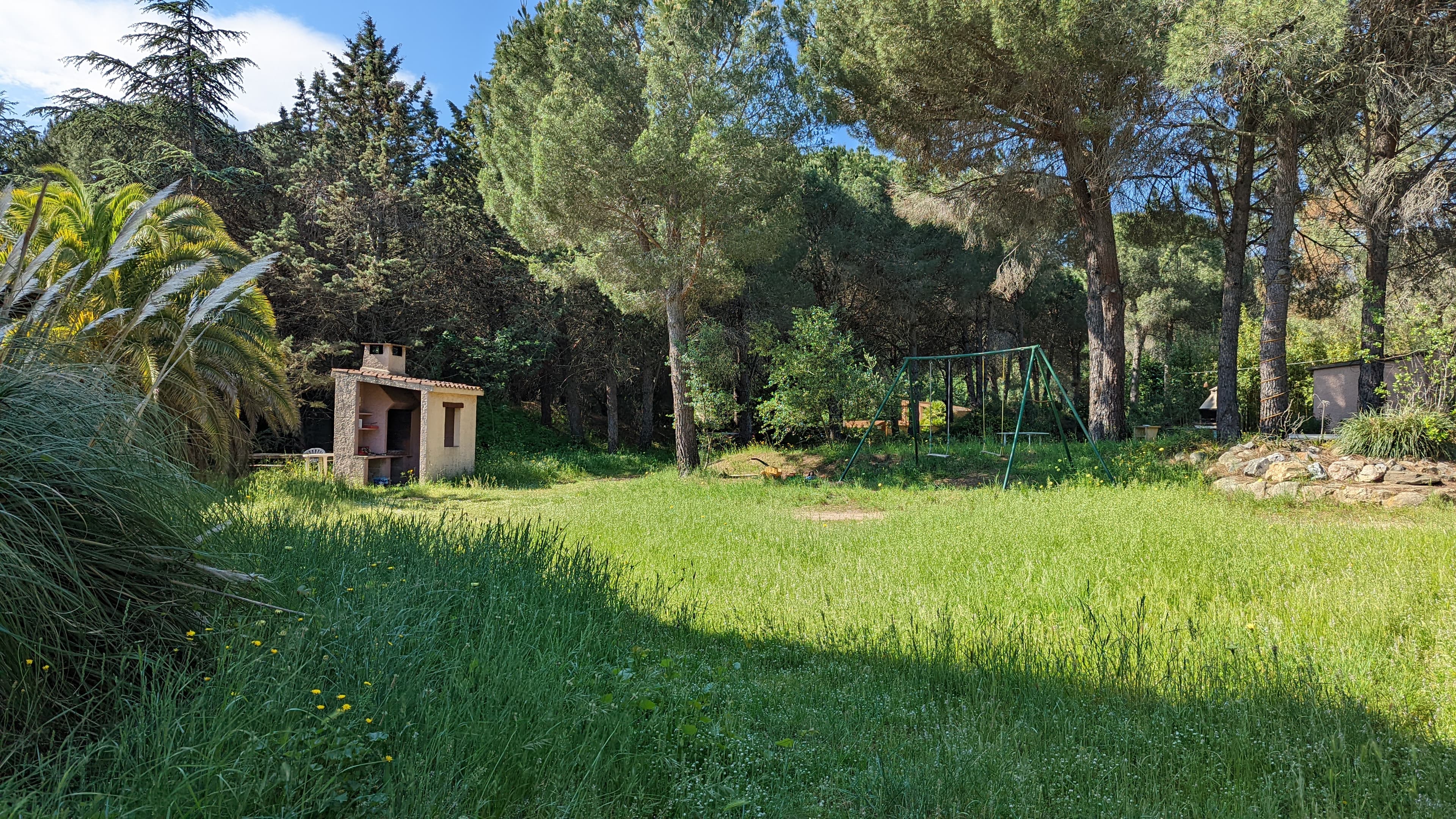 Prairie ouverte sous les pins, balançoire au fond
