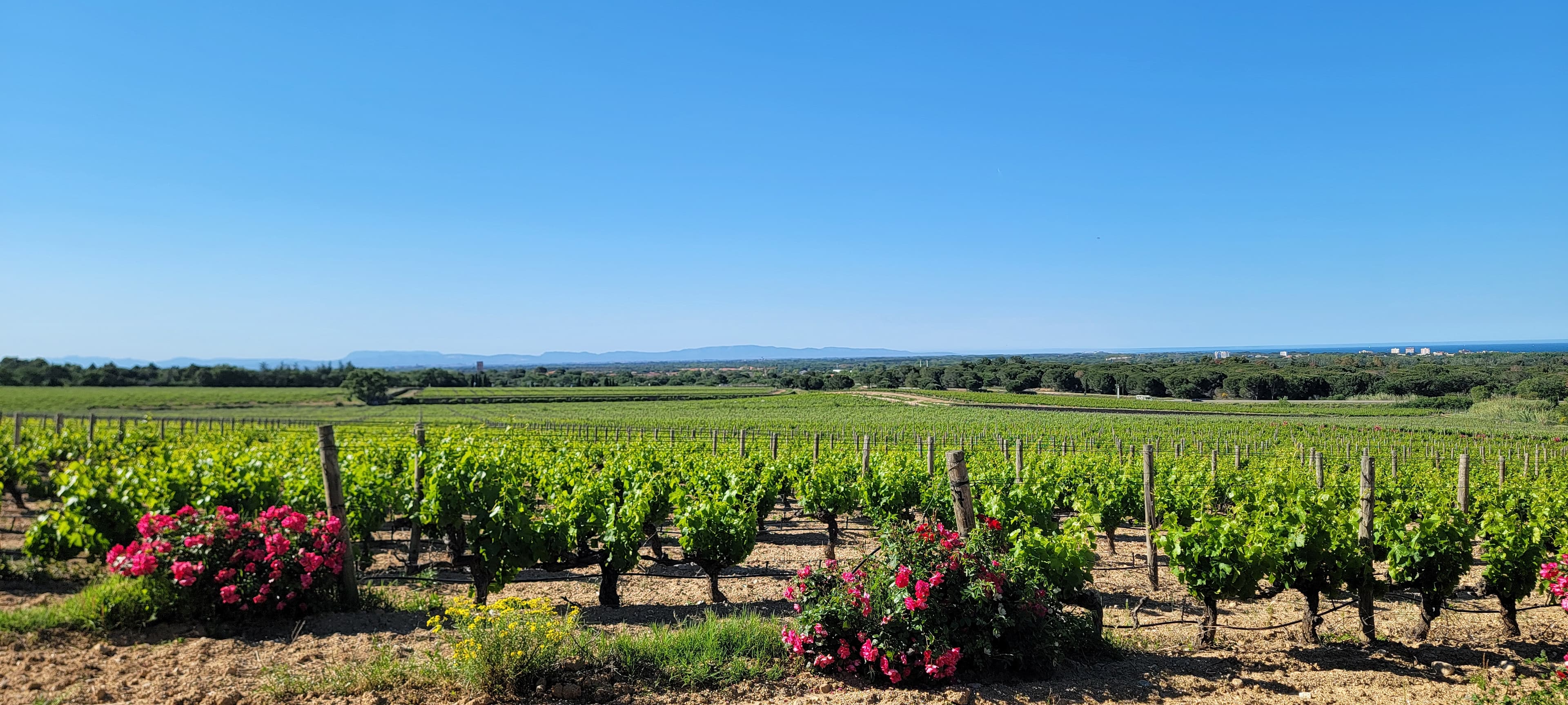 Vignes du Roussillon en bordure du domaine, roses rouges au premier plan et vue lointaine sur la Méditerranée